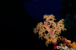 A lone soft coral waits for the current at night. by Andy Lerner 